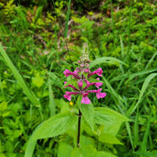Image result for Ranunculus  cooleyae