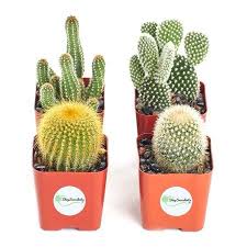Maybe you would like to learn more about one of these? Home Botanicals Cactus Collection Collection Of 4 Walmart Com Succulents Cactus Plants