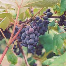 Image result for Vitis vinifera