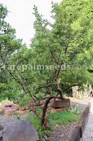 Image result for Searsia dentata