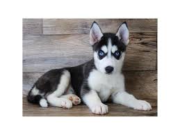 There are millions of homeless dogs across the country, many of which are purebred and who need homes. Siberian Husky Dog Male Black White 2904406 Petland Pickerington