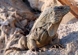 Cuban Rock Iguana Amphibians Iguana Reptiles
