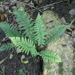 Image result for Asplenium rutifolium