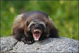 Wolverine This Is Actually The Largest Member Of The Weasel Wolverine Animal Wild Animals Pictures Most Aggressive Animals