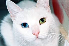 Evde Yalniz Kalabilen 5 Kedi Cinsi Miyavliyo