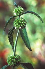Image result for Achyrospermum ciliatum