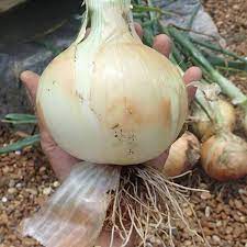 We did not find results for: 1015y Texas Super Sweet Onion Plants Short Day Onion Plants Dixondale Farms