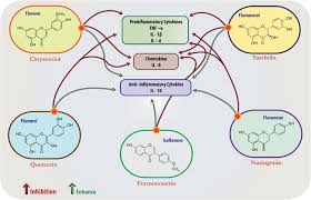 Image result for Erythrococca trichogyne