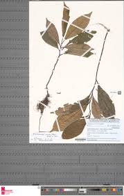 Image result for Afrobrunnichia erecta