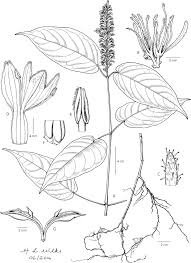 Image result for Anisotes formosissimus