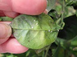La Poda De Ramas Largas Y Vigorosas Ayuda Al Arbol A Concentrar Su Energia En El Engorde De Los F Plagas En Las Plantas Cultivo De Plantas Como Hacer Un Huerto