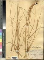 Image result for Anthephora pubescens