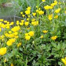 Finden sie hochwertige fotos, die sie anderswo vergeblich suchen. Ranunculus Repens
