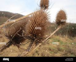 Image result for Scleria hispidula