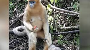 This Hilarious Video Shows A Mother Monkey Cooly Holding A Baby Monkey By His Tail So It Can T Escape While Eating A Pe Monkeys Funny Baby Monkey Holding Baby