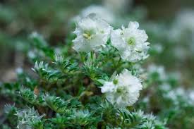 Image result for Cliffortia serpyllifolia