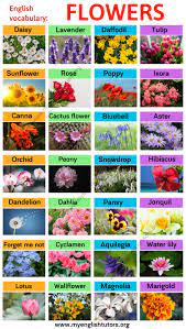 Within the art of floriography, every flower. Types Of Flowers Learn Different Flower Names With The Picture My English Tutors