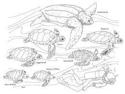 These printables are for personal. Sea Turtles Coloring Page Turtle Coloring Pages Sea Turtle Drawing Turtle Drawing