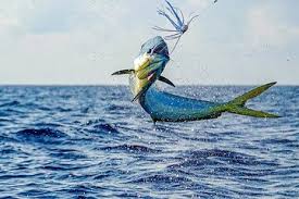 We did not find results for: The Best 10 Bahamas Fishing Charters Tours W Prices