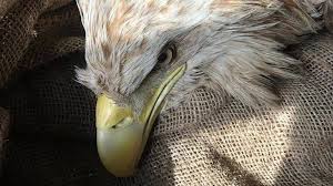 De zeearend is een imposante, zeer grote roofvogel ('vliegende deur') van waterrijke gebieden. Zwaargewonde Zeearend Gaat Vooruit Ze Is Al Een Stuk Actiever Omroep Brabant