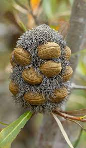 Banksia Seed Pods Seed Pods Fruit Plants Seeds