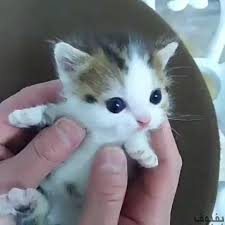 صور قطط صغيرة أجمل صور القطط الصغيرة في غاية الجمال بفبوف Cute Kittens Hayvan Bebekler Sevimli Kedi Yavrulari