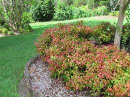 Companion planting nandina plant water fertilizer plants garden prune outdoor landscape nandina plant pruning: Nandina Nana Dwarf Nandina Hello Hello Plants Garden Supplies