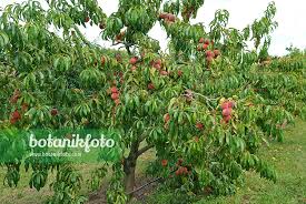 Image result for Prunus persica