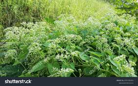 Image result for Mikania cordata