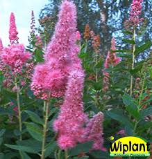 Image result for Spiraea billardii