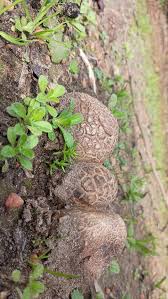 Image result for Scleroderma cepa