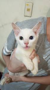 Hi... Plase, I need your suggestions about good veterinary with reasonable  prices, its my first time to get a small cat (adoption) and I see strange  prices.