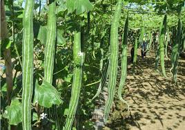 Maybe you would like to learn more about one of these? Desi Natural Snake Gourd Seeds Pack Of 30 Amazon In Garden Outdoors
