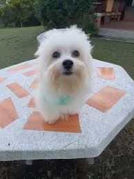 Criados con las madres hasta los 2 meses respetando siempre sus protocolos sanitarios y en ambiente familiar. Ventas Y Adopcion De Perros Pettito