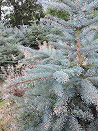 More complex than a traditional douglas fir, this fragrance has a bright, punchy character that truly captures the spirit of the holiday season. Species Of Christmas Trees Kent And Sussex Hole Park Christmas Trees