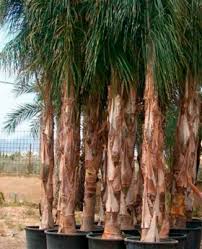 Image result for Syagrus romanzoffiana