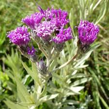 Image result for Vernonia natalensis