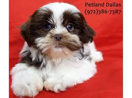 We specialize in gorgeous akc liver (chocolate) shih tzu puppies with sweet personalities. Shih Tzu Dog Male Chocolate White 3090567 Petland Dallas Tx