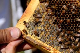 Klik tombol di bawah ini untuk pergi ke halaman website download film roads, trees and honey bees (2019). Last Winter S Bee Colony Death Rate Is Highest Reported Yet The Salt Npr