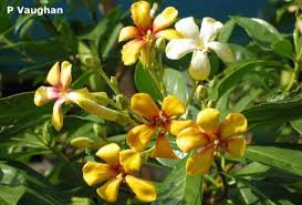 Hymenosporum Flavum Native Frangipani 20m Tree Australian Flowers Australian Native Plants Plants
