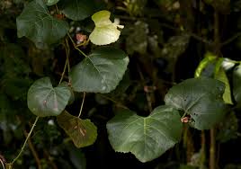 Image result for Rhoicissus tomentosa