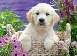 Puzzle partenkirchen, w germany complete. Ravensburger Sweet Golden Retriever 500 Piece Jigsaw Puzzle 14829 5