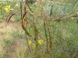 Image result for Parkinsonia africana