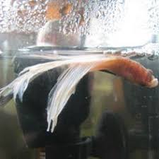 How To Treat Swim Bladder Problems Betta Fish Care Betta Fish Care