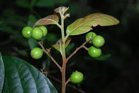 Image result for Cryptocarya transvaalensis