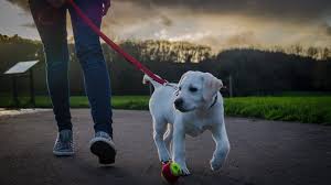 In our latest scrumbles post, we discuss when it's safe for your puppies to go outside, when can you take your new pup for a walk and why it's important to. How Often Should I Walk My Puppy The Dog People By Rover Com