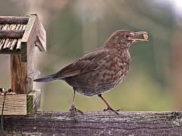 Dazu gehören auch tiere wie bienen, vögel und andere nützlinge, die den garten bevölkern. Vogel Im Garten Willkommen Beim Nabu Rinteln
