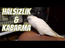 Muhabbet Kusum Uyuyor Ve Halsiz Ne Yapmaliyim Youtube