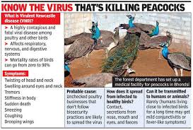 Newcastle disease virus causes severe disease in poultry worldwide. Peacocks Newcastle Virus Kills 22 Peacocks In Gurugram Gurgaon News Times Of India