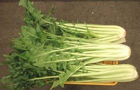 Italian Dandelion Catlogna A Foglia Liscia Chicory Fast Growing Plant Traditionally Used For Early Greens Dee Fast Growing Plants Growing Food Organic Herbs